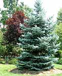 Blue spruce tree