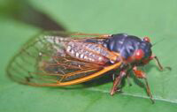 locust