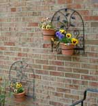 hanging pansies