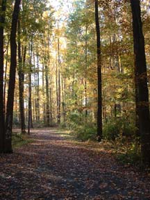 Fall at Deerlick